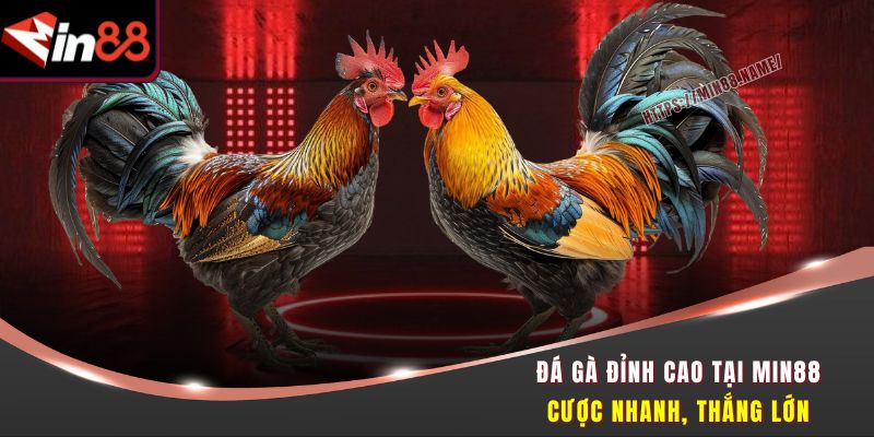 đá gà đỉnh cao